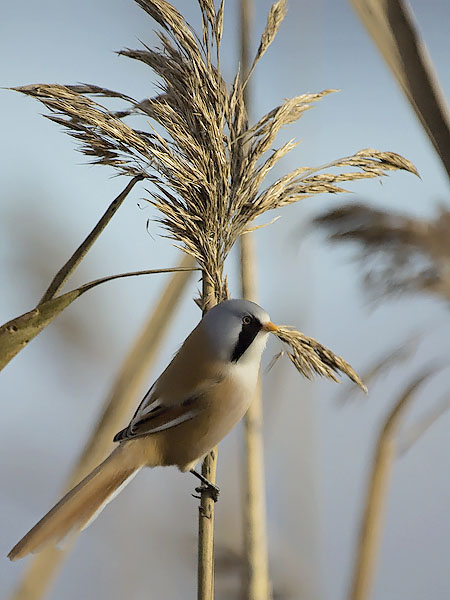 Viiksitimali, Bearded Reedling, Panurus biarmicus